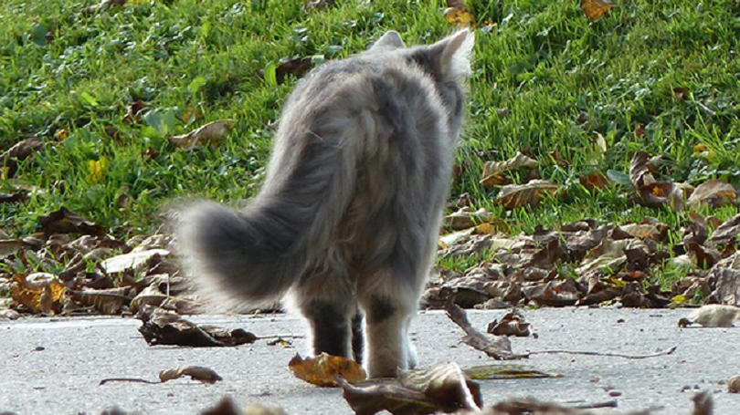 Gatto morde proprietaria e muore ad Arezzo L Osservatore