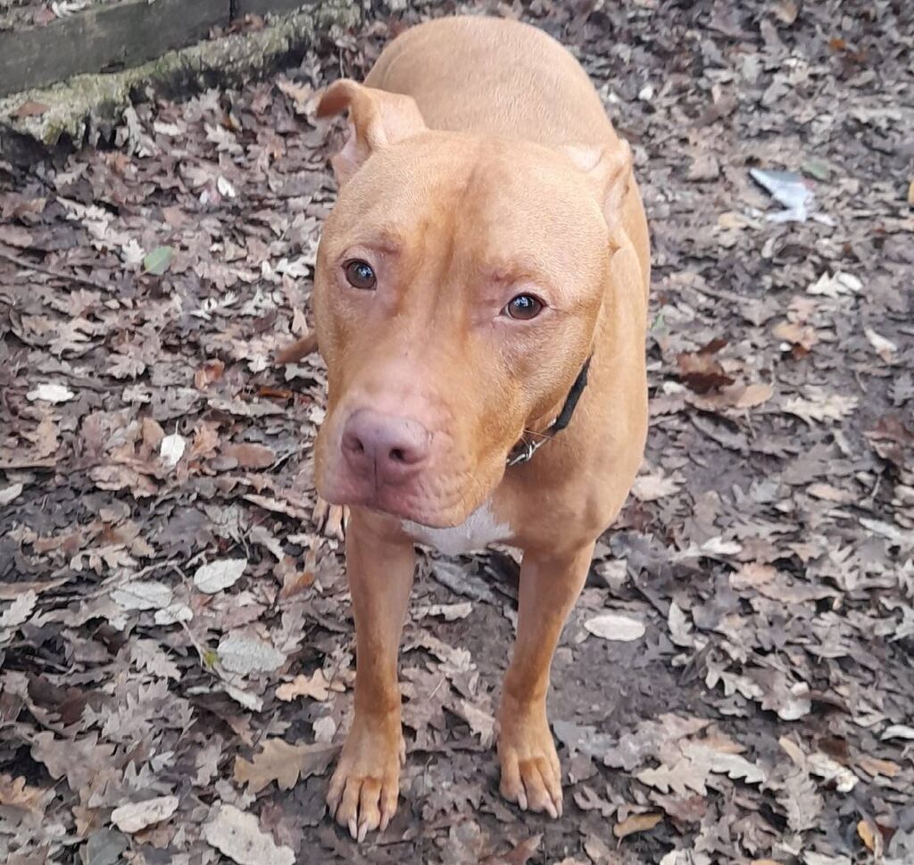 Meticcio di Pitbull in cerca di famiglia